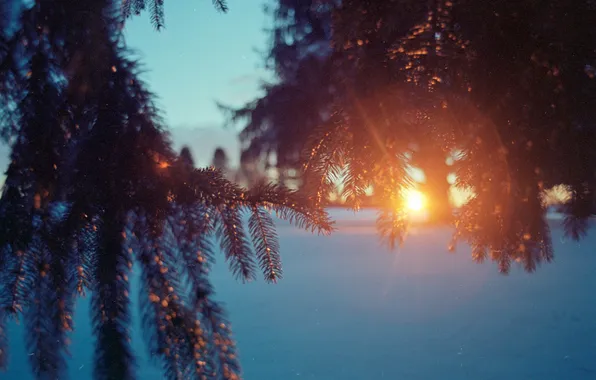 Картинка зима, солнце, снег, ветки, елка