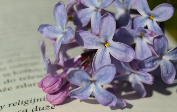 Flower, spring, book, lilac