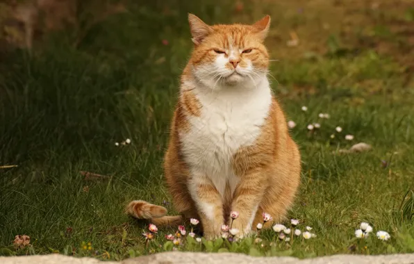 Кошка, лето, трава, кот, морда, цветы, природа, поза