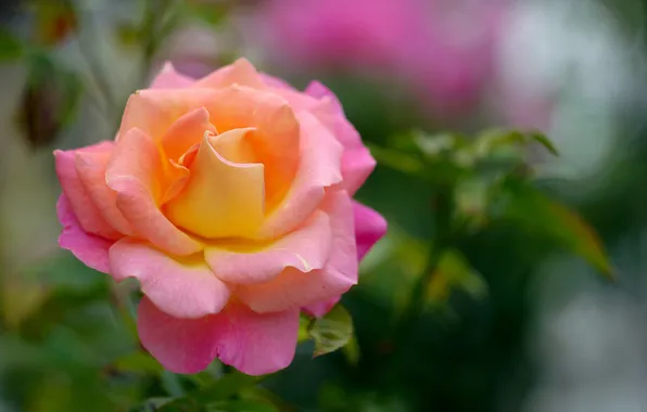 Картинка цветок, роза, сад