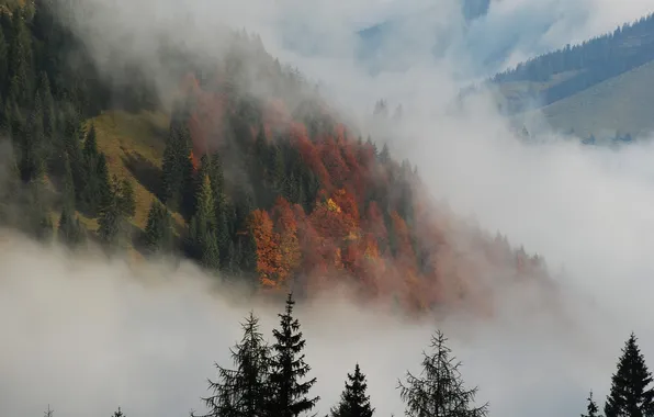 Картинка осень, деревья, горы, природа, туман, елки, ели, дымка