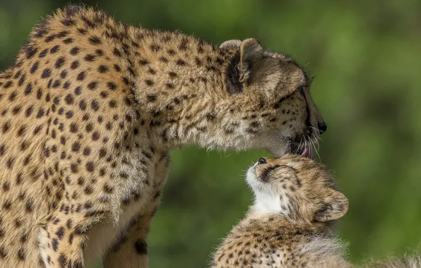Любовь, ласка, детёныш, котёнок, гепарды, материнство