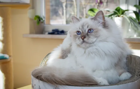 Кошка, кот, взгляд, поза, комната, корзина, лапки, окно