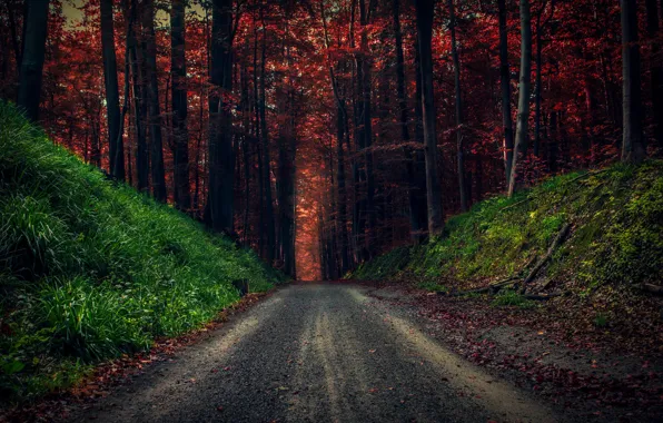 Дорога, осень, лес, деревья, листва