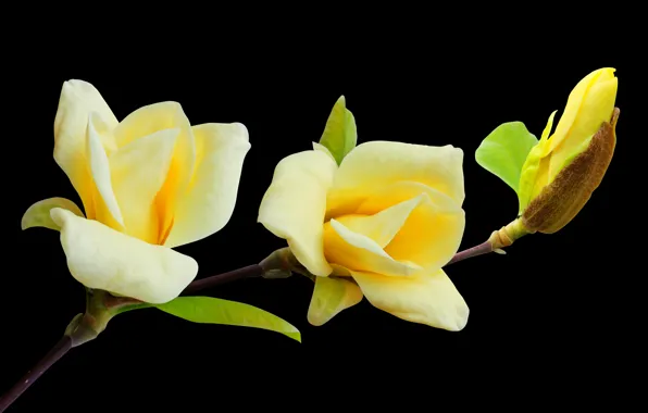 Цветы, магнолия, Magnolia, магнолии, цветы желтые, магнолия лилиецветная, магнолия желтая, цветы на черном фоне