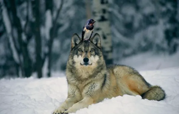 Nature, predator, animal, wolf, wildlife, portrait, portrait., Canis lupus. face