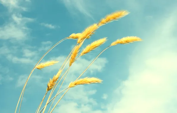 Картинка пшеница, лето, небо, облака, легкость, колоски