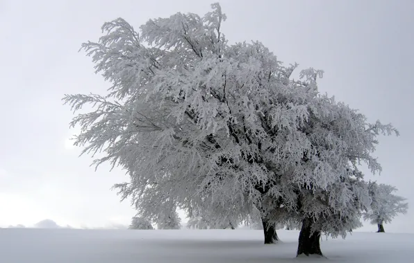 Зима, снег, деревья, природа, пейзажи