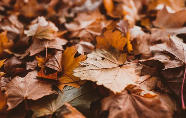 Colors, autumn, leaves