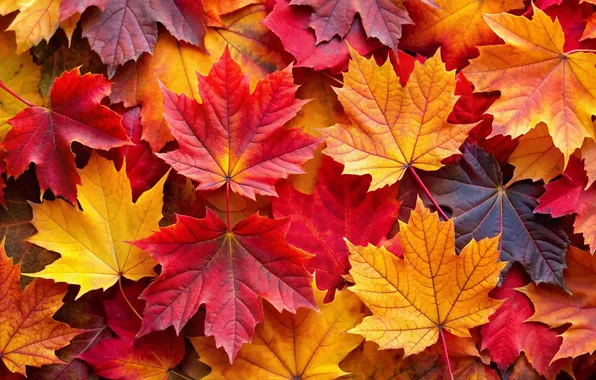 Картинка осень, листья, фон, colorful, клен, background, autumn, leaves