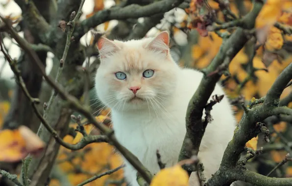 Картинка кошка, кот, ветки, дерево