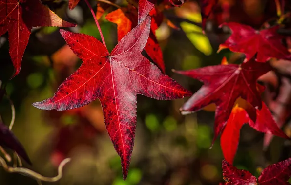 Картинка осень, листья, природа, клен, багрянец