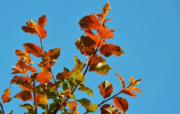 Картинка осень, небо, листья, краски, ветка