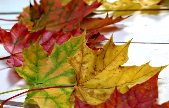 Картинка осень, листья, фон, colorful, клен, wood, background, autumn