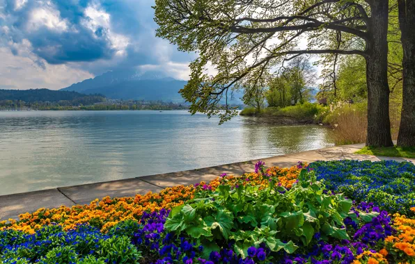 Небо, цветы, горы, озеро, Швейцария, Switzerland, Luzern