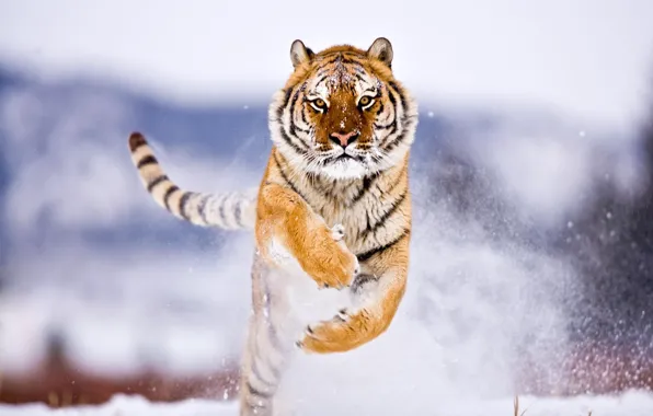 Картинка Зима, Тигр, Снег, Прыжок