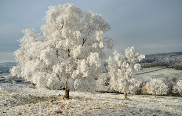 Картинка зима, иней, снег, деревья, природа, дерево