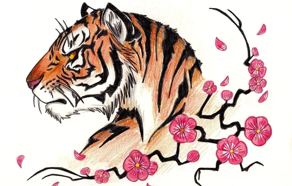 Картинка тигр, сакура, карандаш