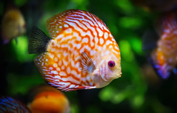 Крупный план, close-up, дискус, aquarium fish, аквариумная рыбка, discus