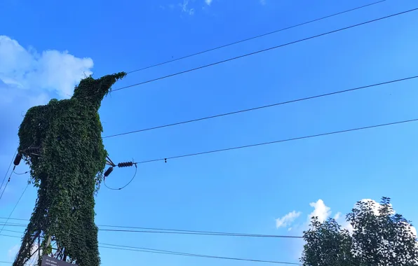 Green, Nature, funny, Godzilla, Situation, Suhart