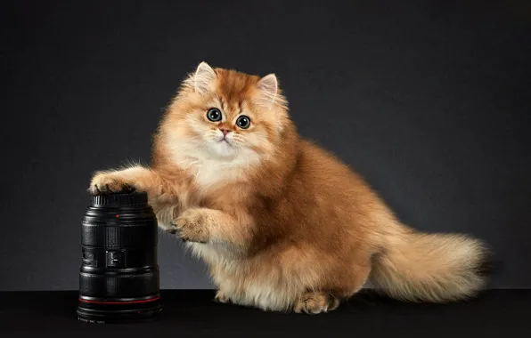 Кошка, взгляд, поза, котенок, фон, мордочка, фотокамера, фотостудия