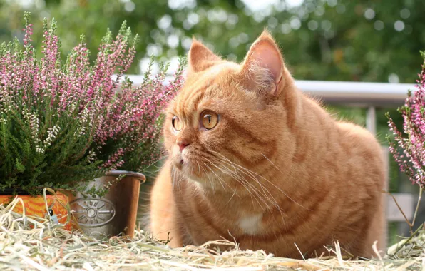 Кошка, кот, цветы, сад, рыжий, лежит, солома, мордашка