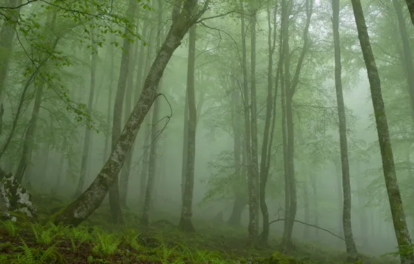 Картинка лес, деревья, туман, камень, утро