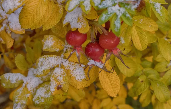 Листья, ягоды, первый снег
