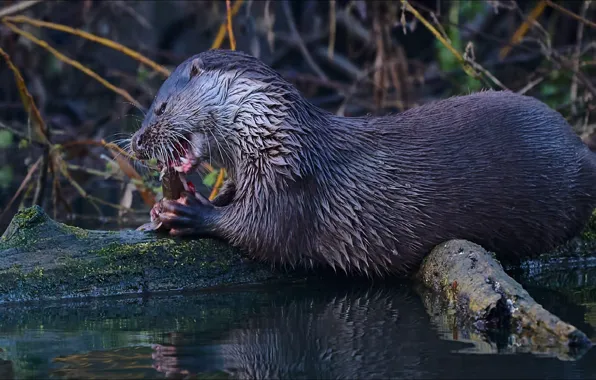 Животные, природа, хищник, animals, nature, predator, snack, закуска