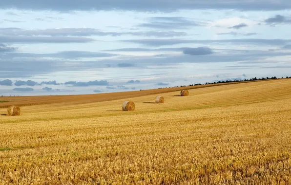 Картинка поле, лето, сено