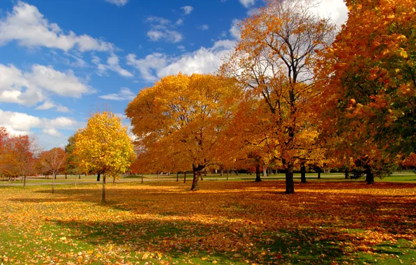 Картинка осень, небо, деревья, природа, парк, листва