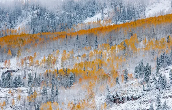 Картинка зима, осень, лес, снег, природа, краски