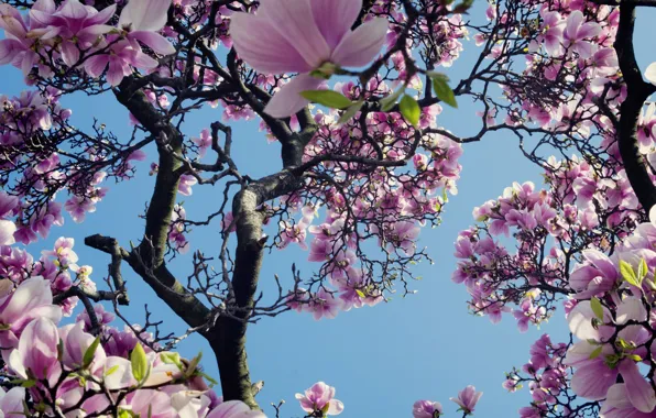 Картинка небо, дерево, розовый, весна, магнолия