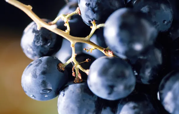 Картинка синий, еда, ягода, виноград, гроздь