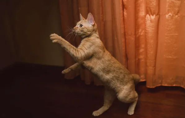 Кот, взгляд, темный фон, комната, лапы, рыжий, пол, стоит