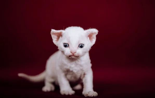 Кошка, белый, взгляд, поза, котенок, глазки, малыш, мордашка