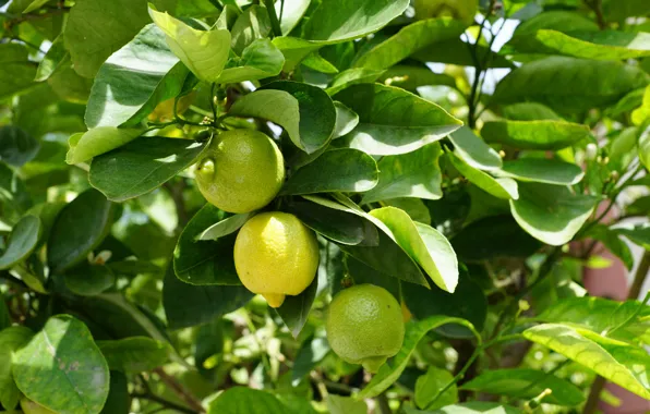 Ветки, природа, дерево, урожай, lemon