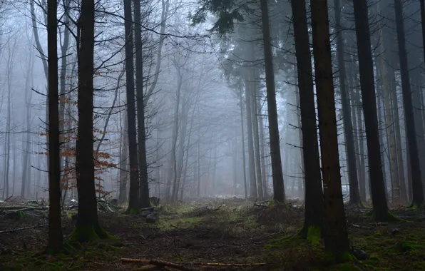 Лес, деревья, природа, туман, Германия, Germany, Rheinland-Pfalz, Ralf Gotthardt