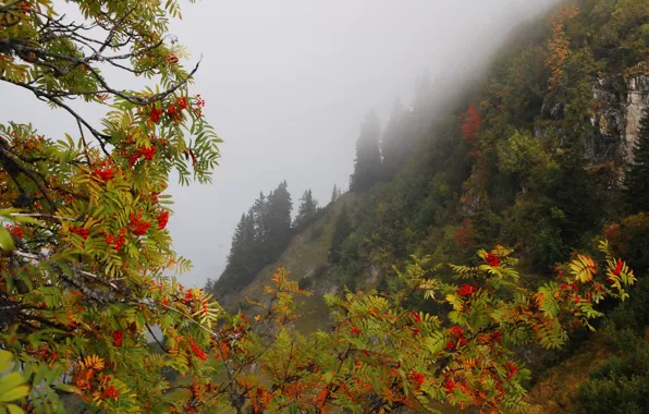 Картинка осень, лес, деревья, горы, ветки, туман, ягоды, скалы