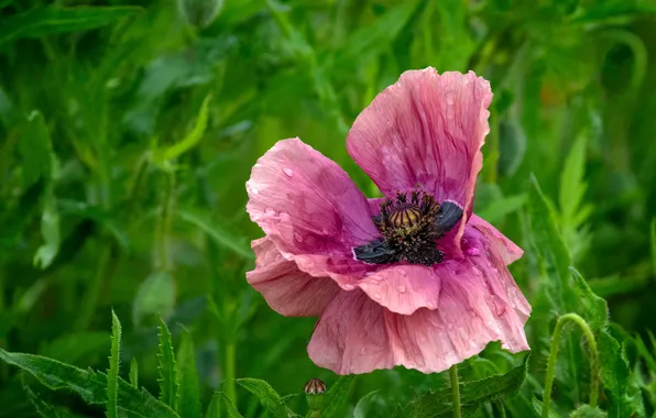 Картинка зелень, трава, капли, макро, цветы, мак, маки, зеленый фон