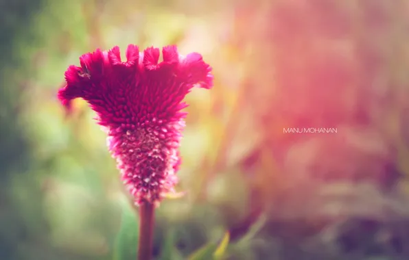 Nature, Earth, flowers, Environment
