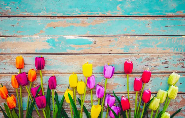 Цветы, доски, colorful, тюльпаны, wood, flowers, tulips, grunge