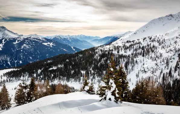 Картинка зима, снег, деревья, горы, елки, склон, Альпы, Италия