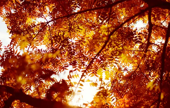 Осень, листья, деревья, оранжевые