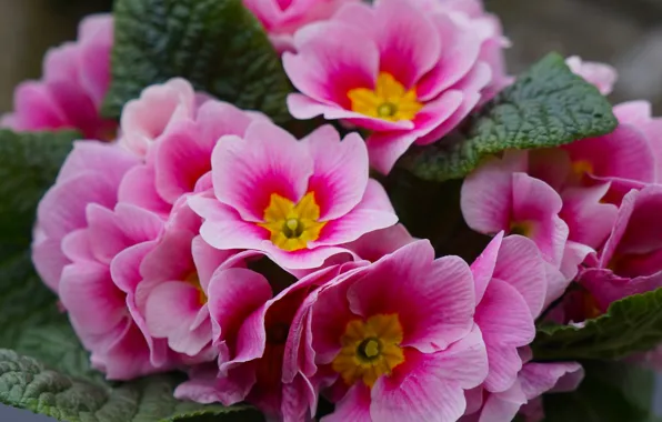 Red, flower, blooming