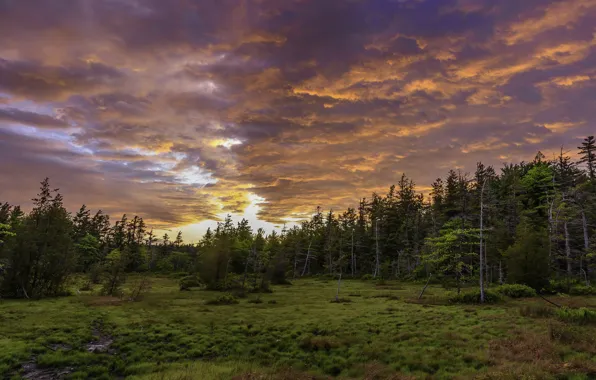 Лес, лето, природа