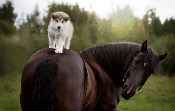 Конь, лошадь, собака, щенок, наездник, Сибирский Хаски