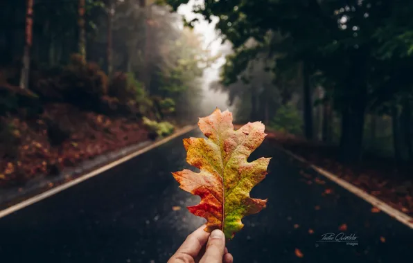 Дорога, осень, лес, макро, лист, рука