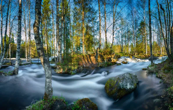 Картинка лес, деревья, река, камень, весна, мостик, берёзы, Финляндия