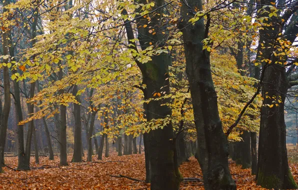 Картинка осень, лес, листья, деревья, forest, trees, Autumn, leaves